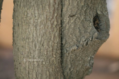 Brownea coccinea